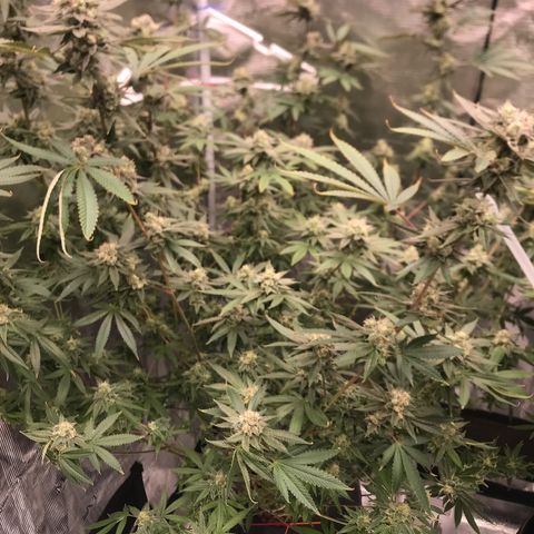 Nikki growlog photo: Last day of week 7 flower. 