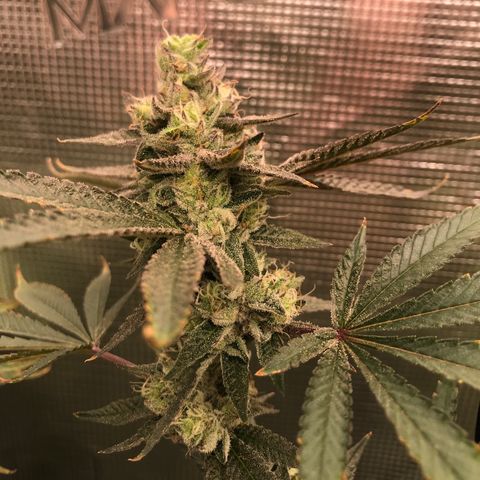 Nikki growlog photo: Last day of week 7 flower. 