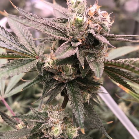 Nikki growlog photo: Last day of week 7 flower. 