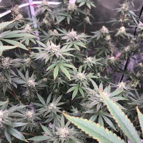 Nikki growlog photo: Last day of week 7 flower. 