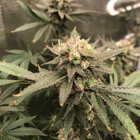 Nikki growlog photo: Last day of week 7 flower. 