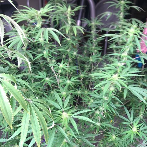 Janelle  growlog photo: Last day of week 7 Flower.