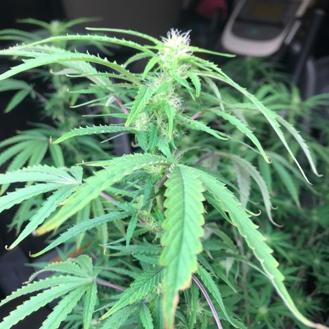 Janelle  growlog photo: Last day of week 7 Flower.