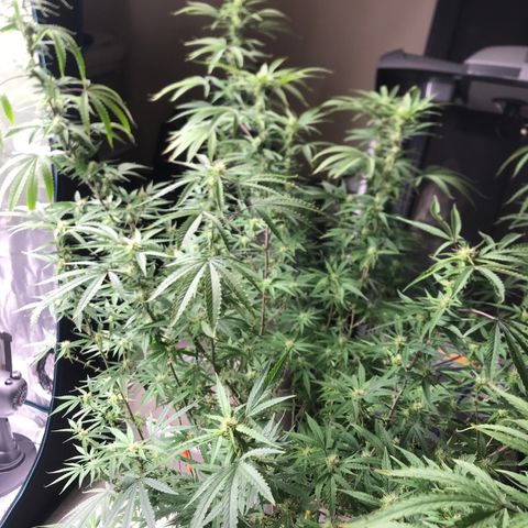 Janelle  growlog photo: Last day of week 7 Flower.
