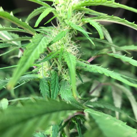 Janelle  growlog photo: Last day of week 7 Flower.