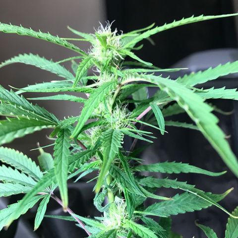 Janelle  growlog timeline photo