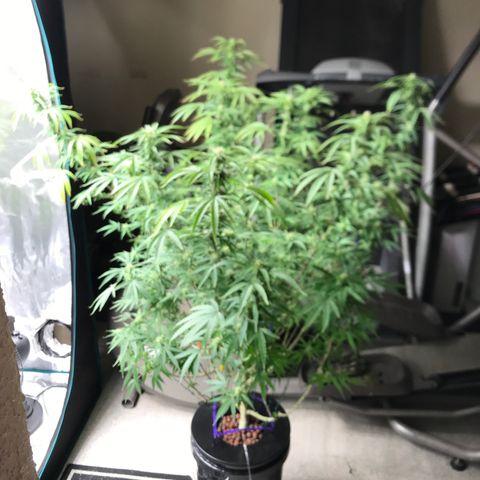 Janelle  growlog photo: She’s growing
