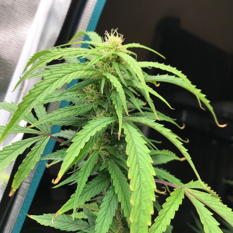 Janelle  growlog photo: She’s growing