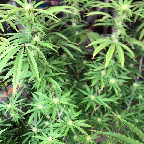 Janelle  growlog photo: She’s growing