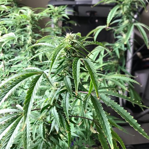 Janelle  growlog photo: She’s growing