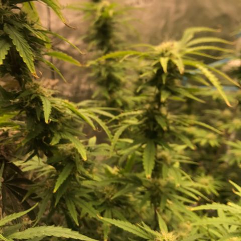 Janelle  growlog photo: She’s finally got room to stretch. 