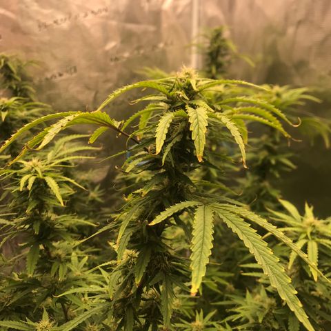 Janelle  growlog photo: She’s finally got room to stretch. 