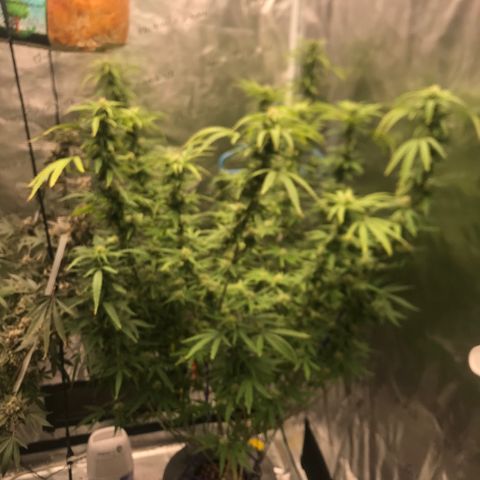 Janelle  growlog photo: She’s finally got room to stretch. 