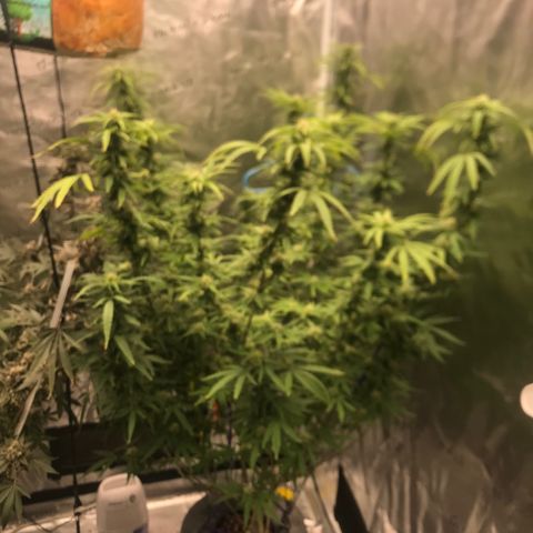 Janelle  growlog timeline photo