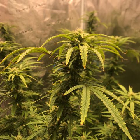 Janelle  growlog timeline photo