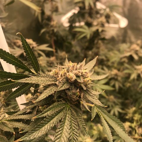 Nikki growlog photo: 2 more weeks