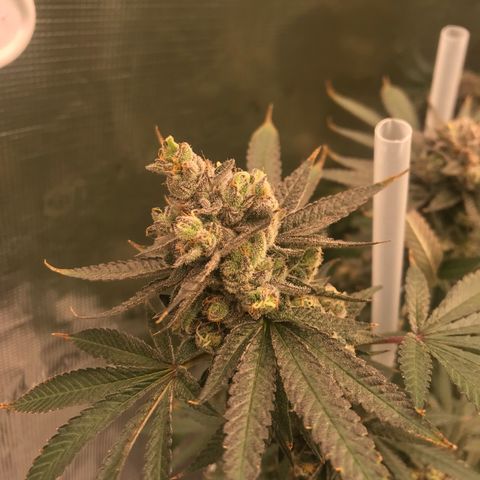 Nikki growlog photo: 2 more weeks