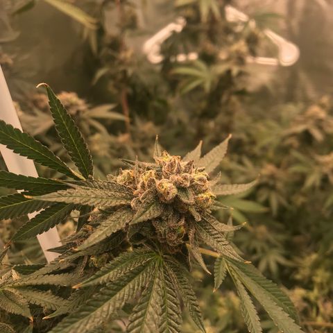 Nikki growlog photo: 2 more weeks