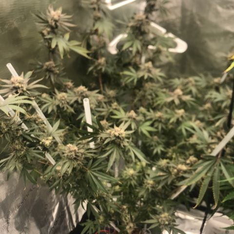 Nikki growlog photo: 2 more weeks