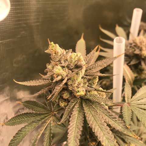 Nikki growlog photo: 2 more weeks