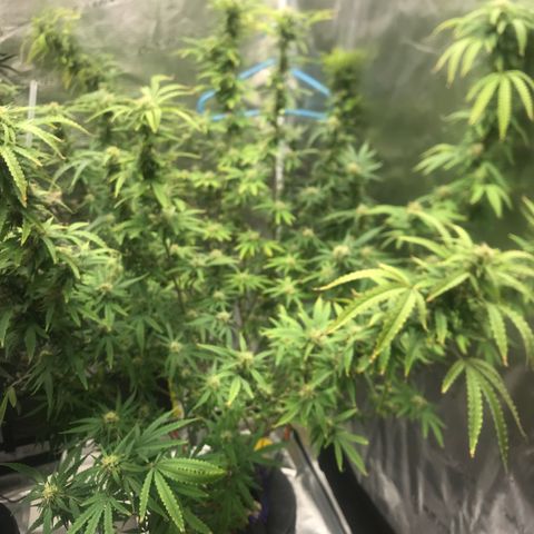Janelle  growlog photo: She’s a BBW!  