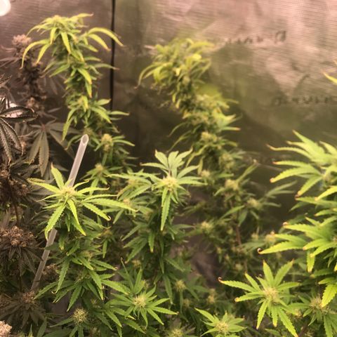 Janelle  growlog photo: She’s a BBW!  
