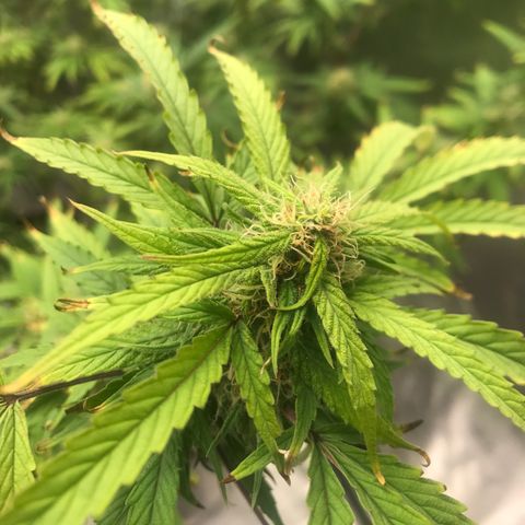 Janelle  growlog photo: She’s a BBW!  