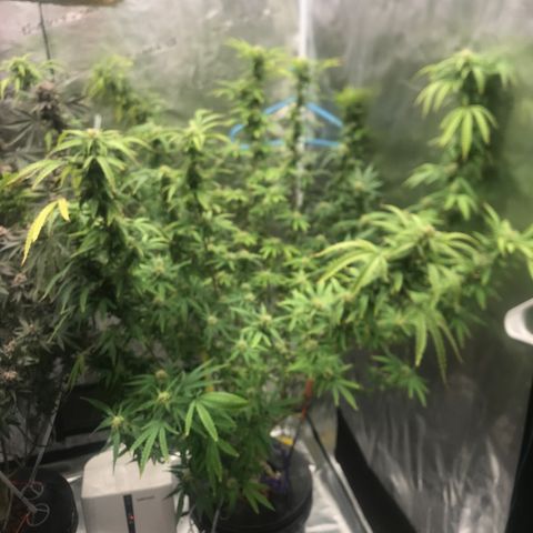 Janelle  growlog photo: She’s a BBW!  