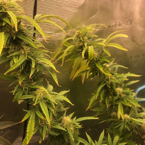 Janelle  growlog timeline photo
