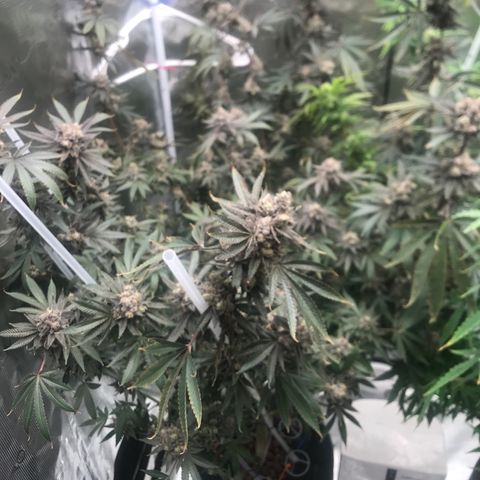 Nikki growlog photo: Just a couple days left.