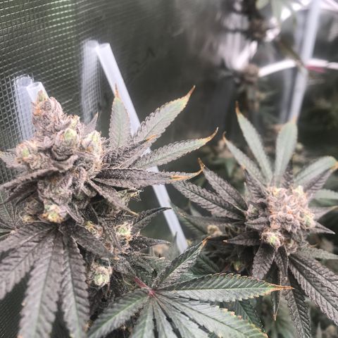 Nikki growlog photo: Just a couple days left.