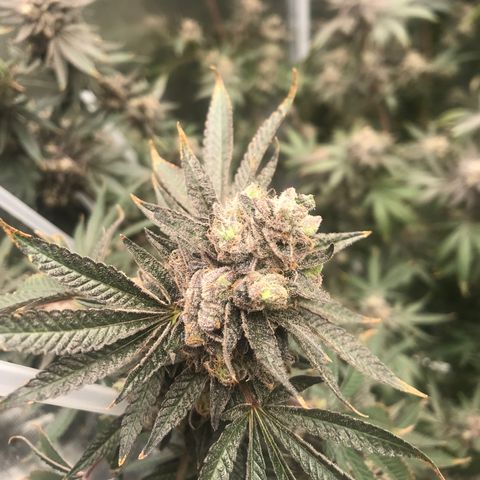 Nikki growlog photo: Just a couple days left.