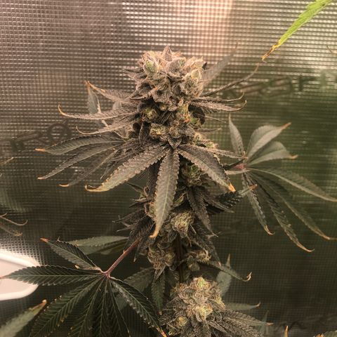 Nikki growlog photo: Just a couple days left.