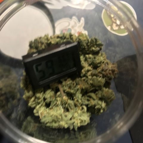 Molly growlog photo: Dried and Jarred for Cure. 172 Grams of Bud, Small Jar of Keif, 1 Jar of shake and a bag of Sugar leaves for Butter/Edibles. 