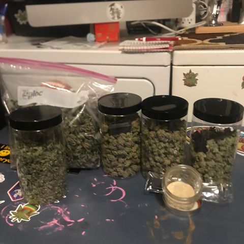 Molly growlog photo: Dried and Jarred for Cure. 172 Grams of Bud, Small Jar of Keif, 1 Jar of shake and a bag of Sugar leaves for Butter/Edibles. 