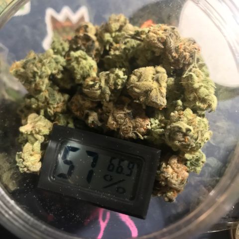 Molly growlog photo: Dried and Jarred for Cure. 172 Grams of Bud, Small Jar of Keif, 1 Jar of shake and a bag of Sugar leaves for Butter/Edibles. 