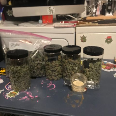 Molly growlog photo: Dried and Jarred for Cure. 172 Grams of Bud, Small Jar of Keif, 1 Jar of shake and a bag of Sugar leaves for Butter/Edibles. 