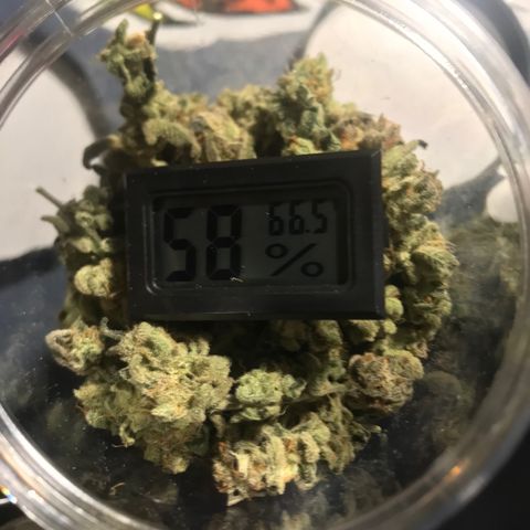 Molly growlog photo: Dried and Jarred for Cure. 172 Grams of Bud, Small Jar of Keif, 1 Jar of shake and a bag of Sugar leaves for Butter/Edibles. 