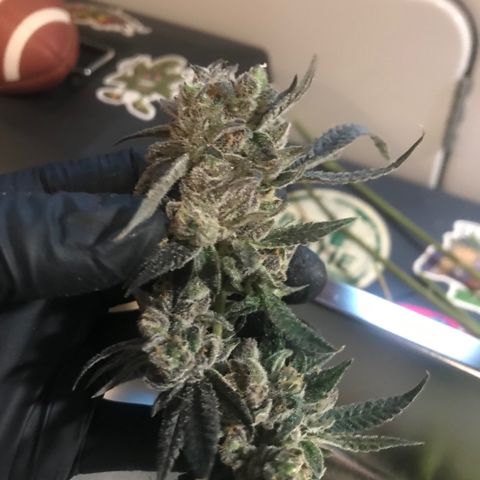 Nikki growlog timeline photo