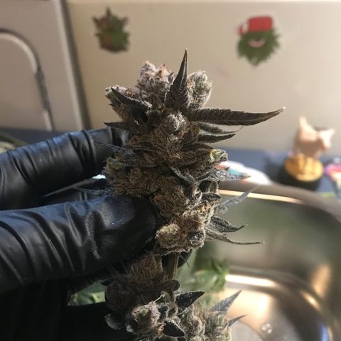 Nikki growlog photo: Harvested and Into the Drying tent for 7 days. 