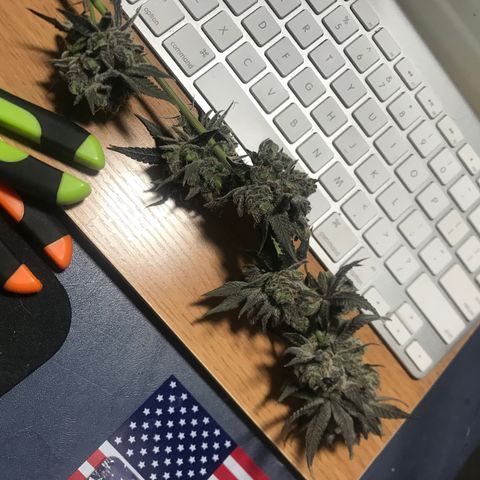 Nikki growlog photo: Harvested and Into the Drying tent for 7 days. 