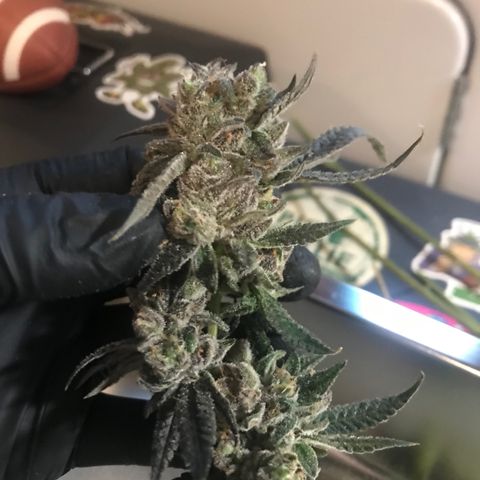 Nikki growlog photo: Harvested and Into the Drying tent for 7 days. 