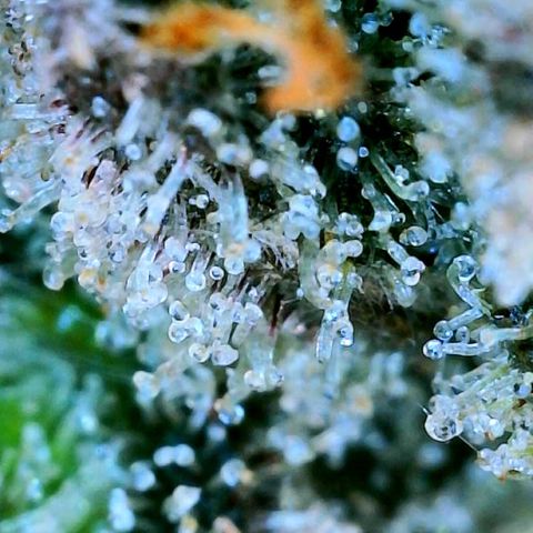 Nikki growlog photo: Harvested and Into the Drying tent for 7 days. 