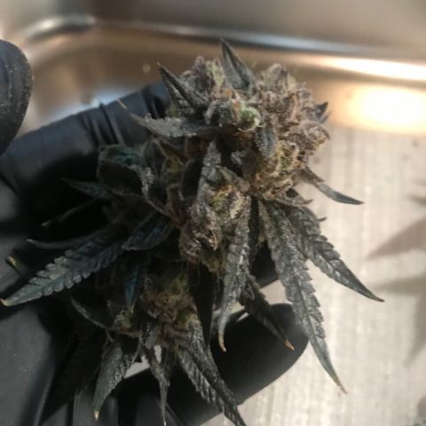 Nikki growlog photo: Harvested and Into the Drying tent for 7 days. 