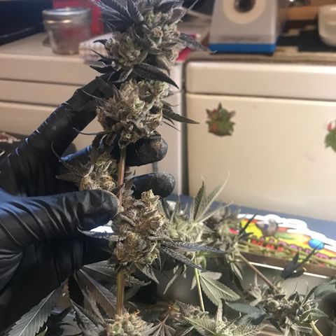 Nikki growlog photo: Harvested and Into the Drying tent for 7 days. 