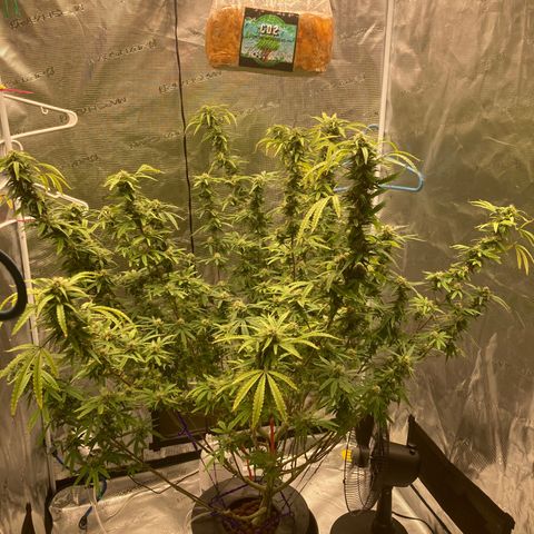 Janelle  growlog photo: She’s got the tent to herself now. 