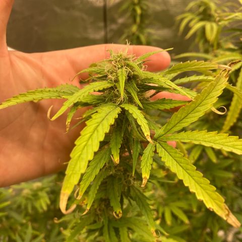 Janelle  growlog photo: She’s got the tent to herself now. 