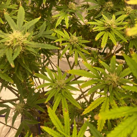 Janelle  growlog photo: She’s got the tent to herself now. 