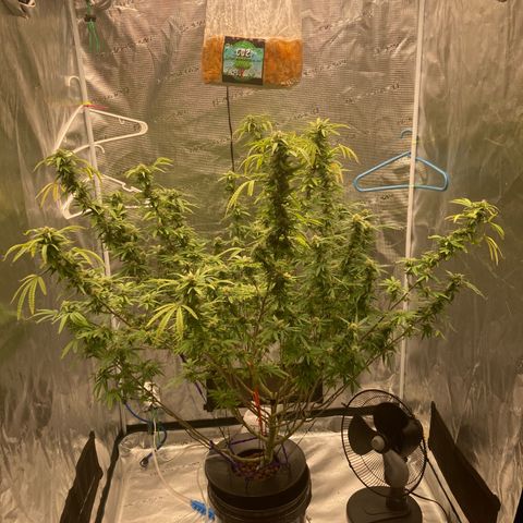 Janelle  growlog photo: She’s got the tent to herself now. 