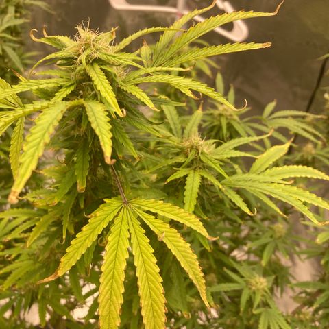 Janelle  growlog photo: She’s got the tent to herself now. 